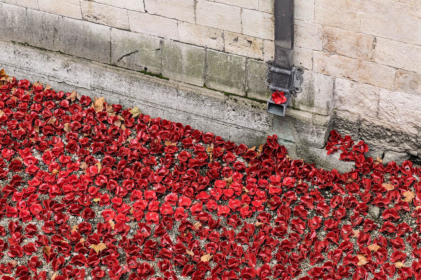 Autumn leaves mix amongst the poppies