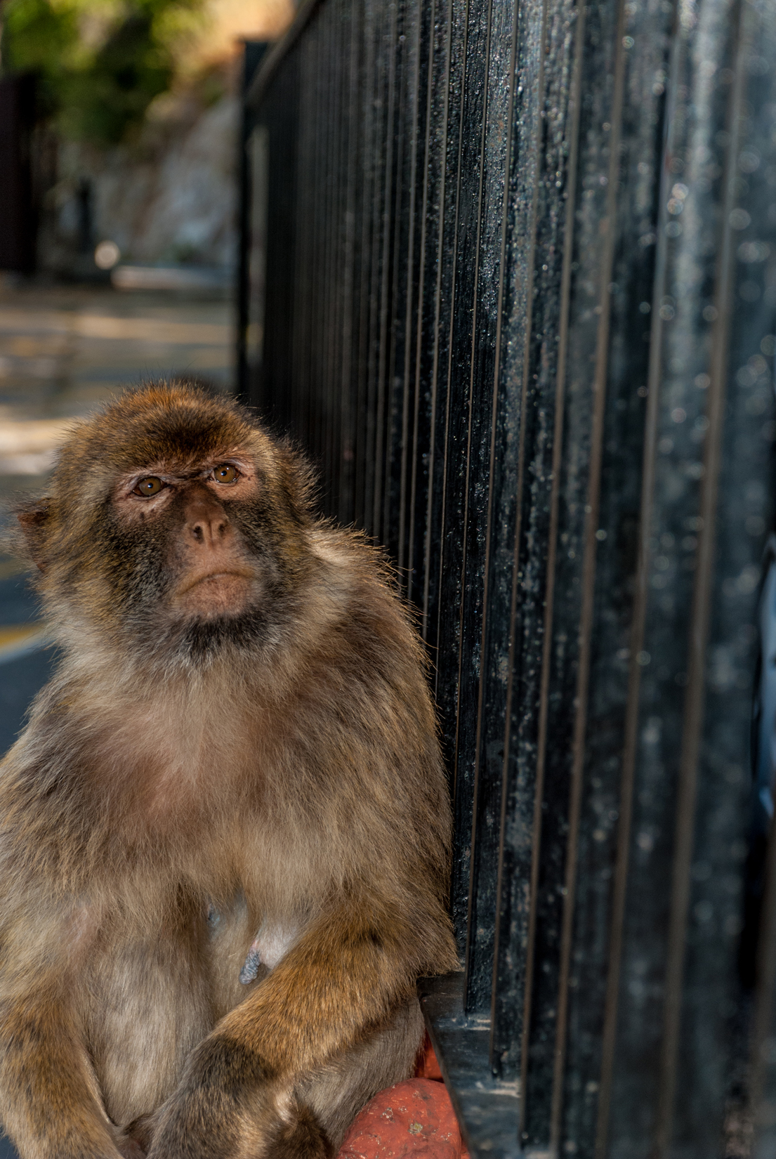 Gibraltar is home to a unique population of Barbary macaques