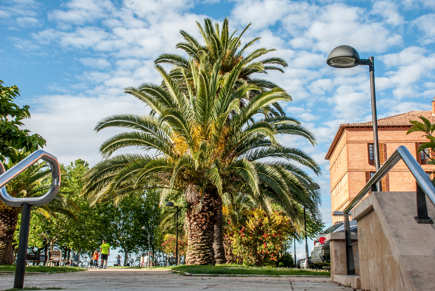 Palm trees Palm trees